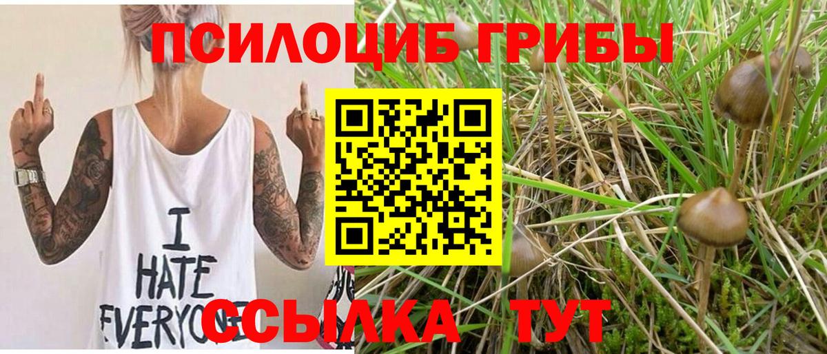 Псилоцибиновые грибы Cubensis Владивосток
